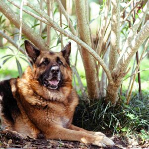Black And Red German Shepherd