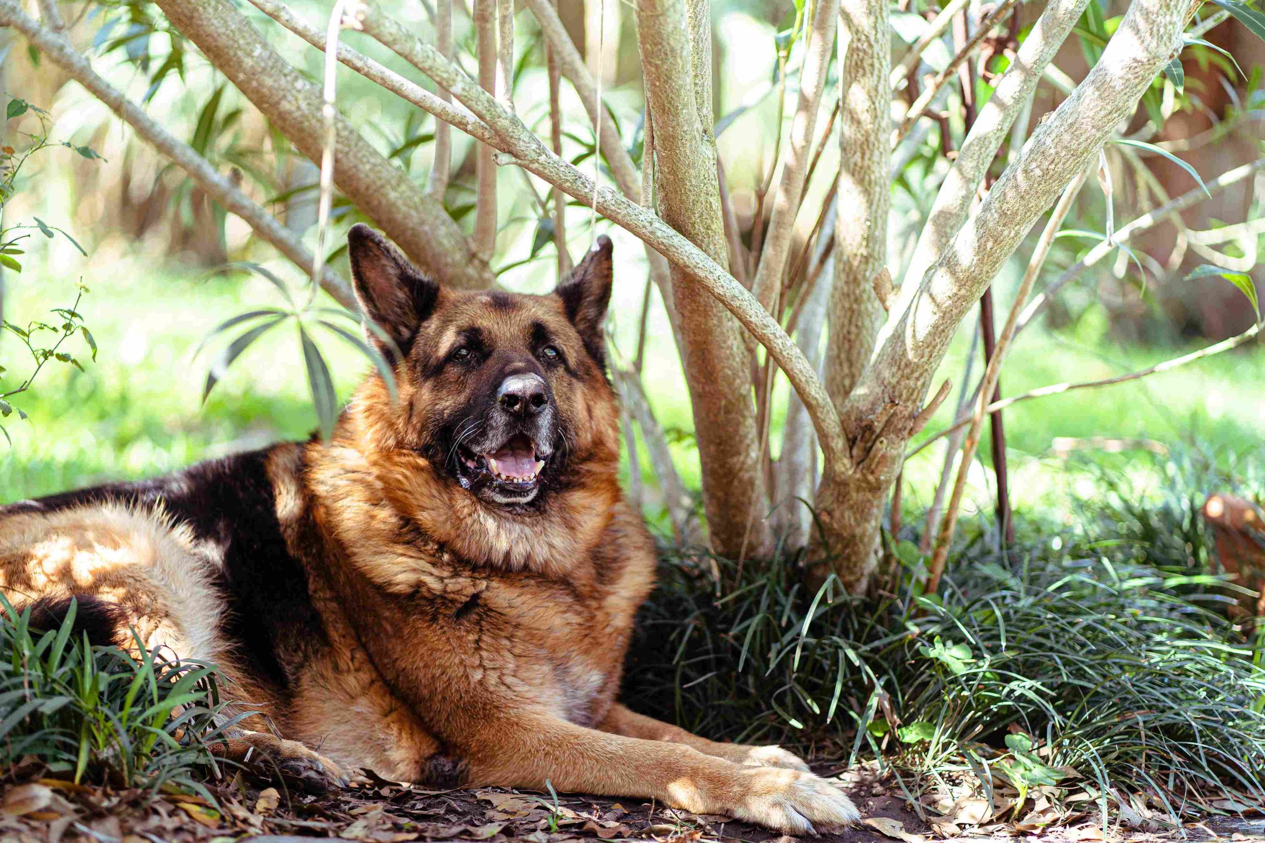 Black And Red German Shepherd
