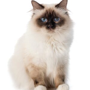 Can a Birman Cat Have Short Hair