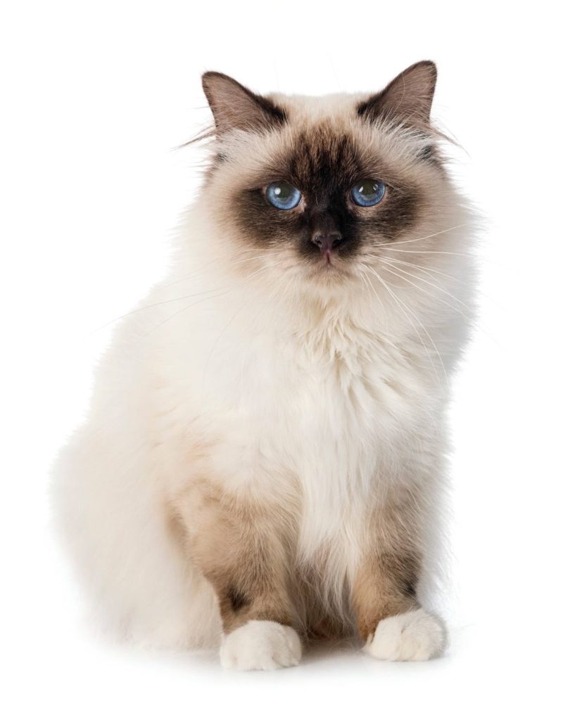Can a Birman Cat Have Short Hair