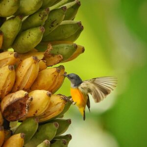 can birds eat bananas