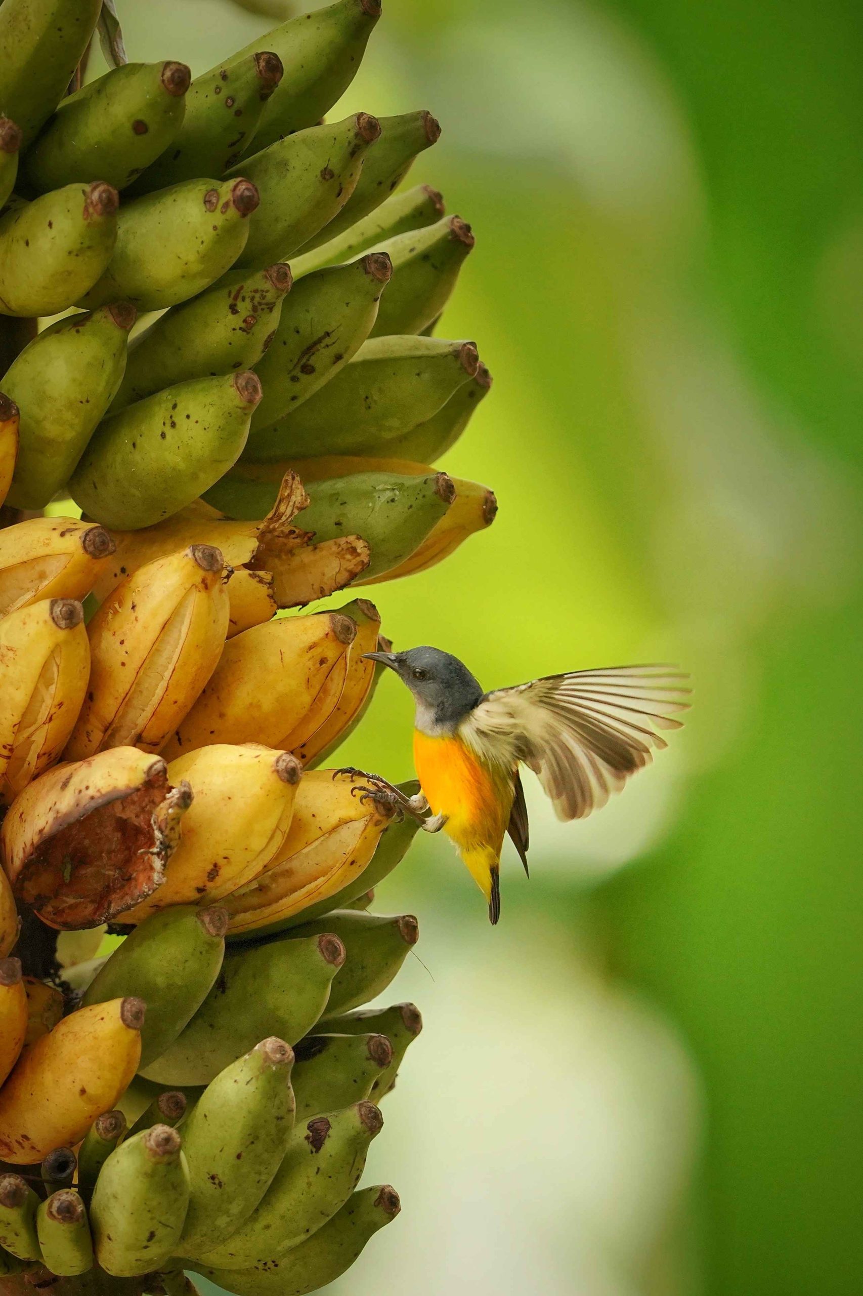 can birds eat bananas