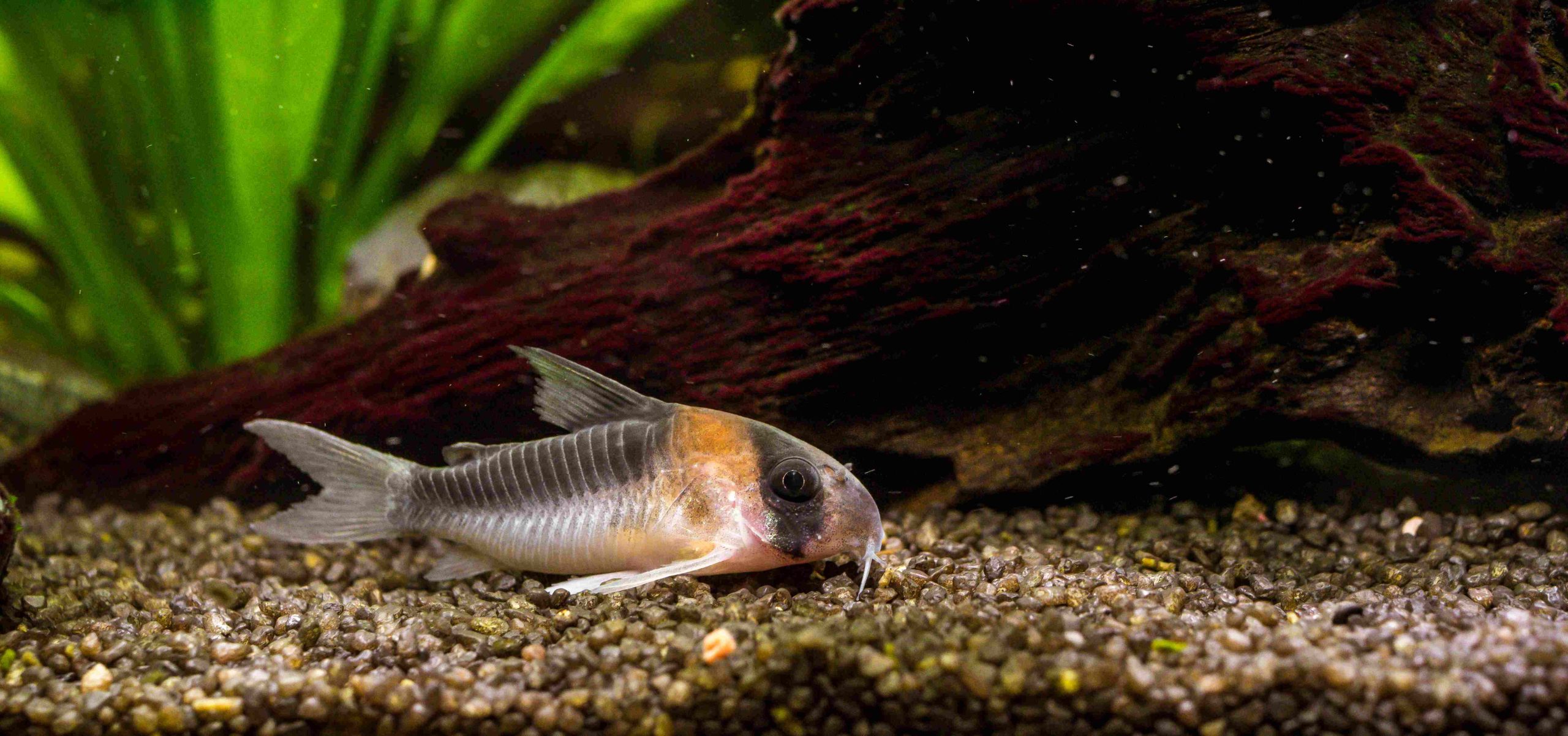 Panda Cory Catfish