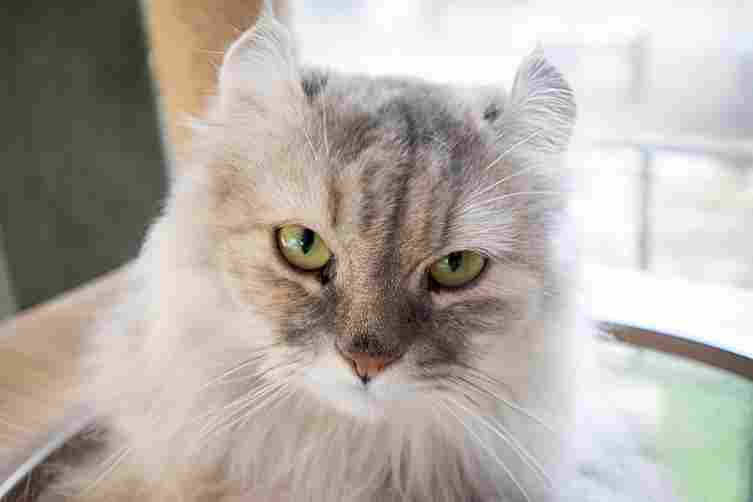 American Curl (Longhair)