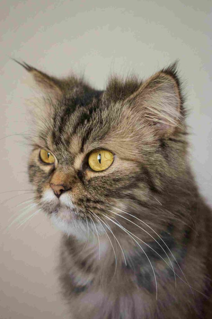 British Longhair