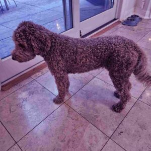 Brown Goldendoodle