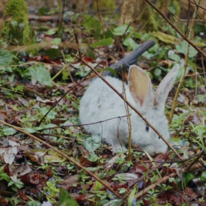 Can Rabbits Eat Grapes