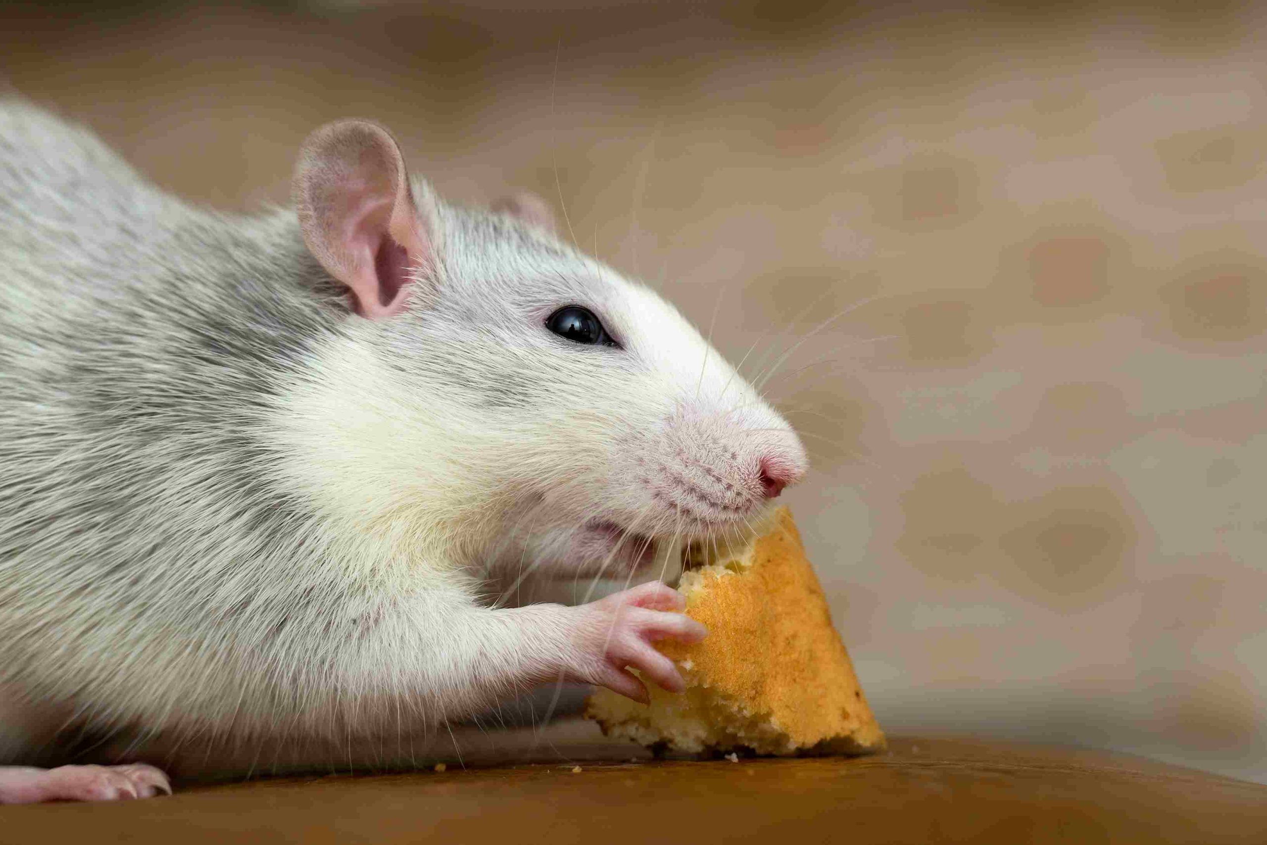 Can Rats Eat Cheese