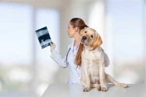 Read more about the article Dog Health 101: 10 Critical Care Tips That Every Owner Must Know Today