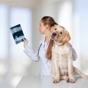 Dog Health