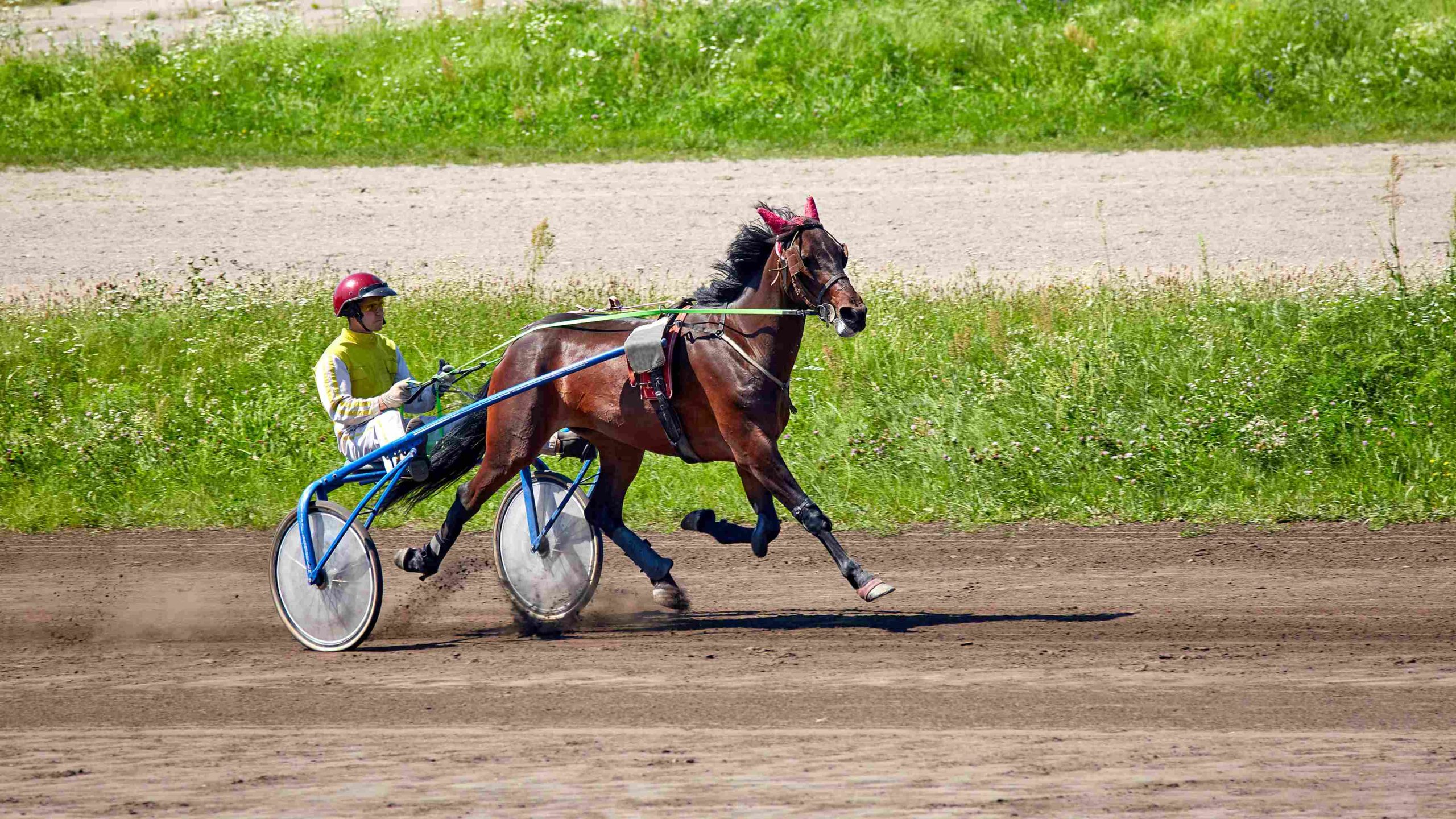 French-Trotter-size