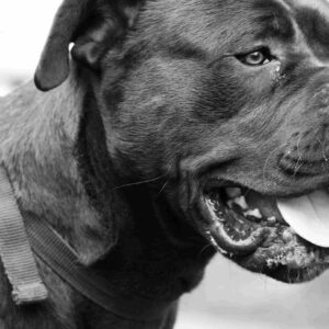 Heavy Breathing Dogs