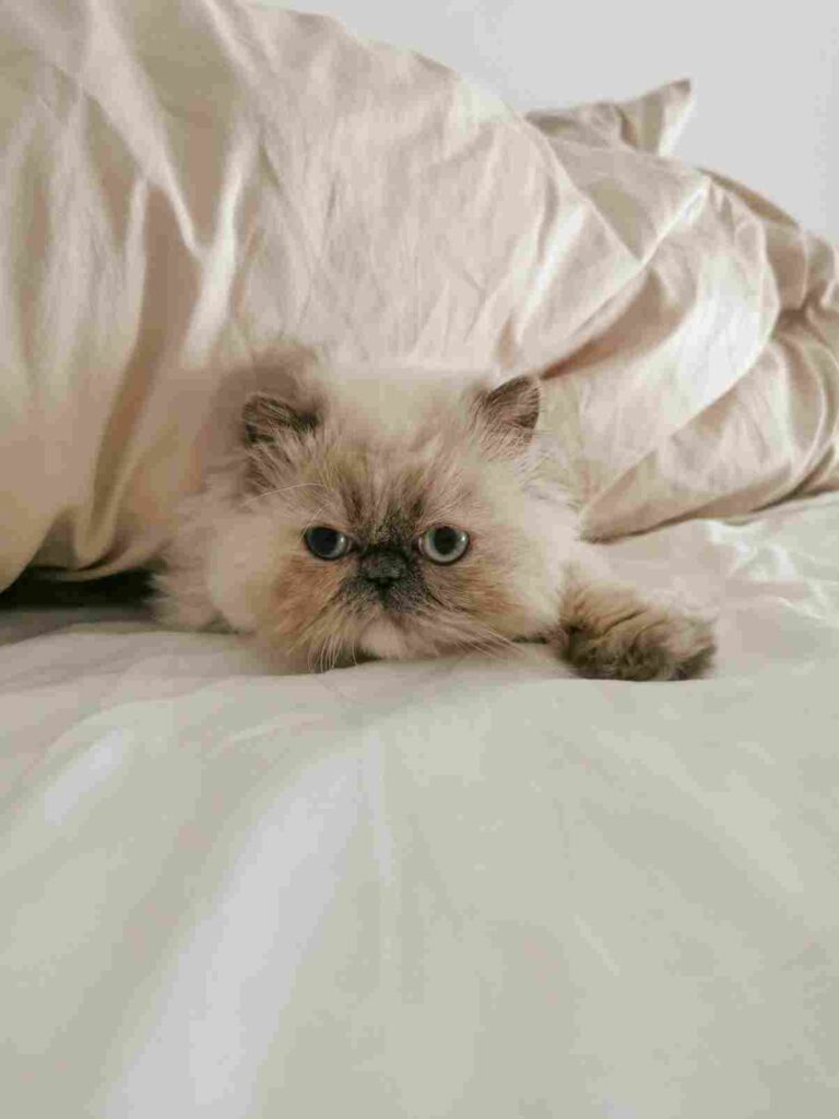 Himalayan Cat Long Haired Cat