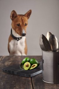 Read more about the article Is Avocado Safe for Dogs? 7 Critical Facts Every Pet Parent Must Know