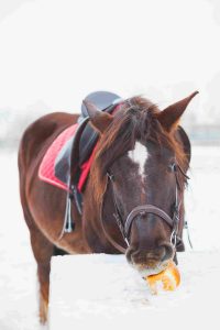 Read more about the article Is Chocolate Toxic to Horses? Understanding the Risks and Warning Signs