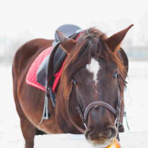 Is Chocolate Toxic to Horses