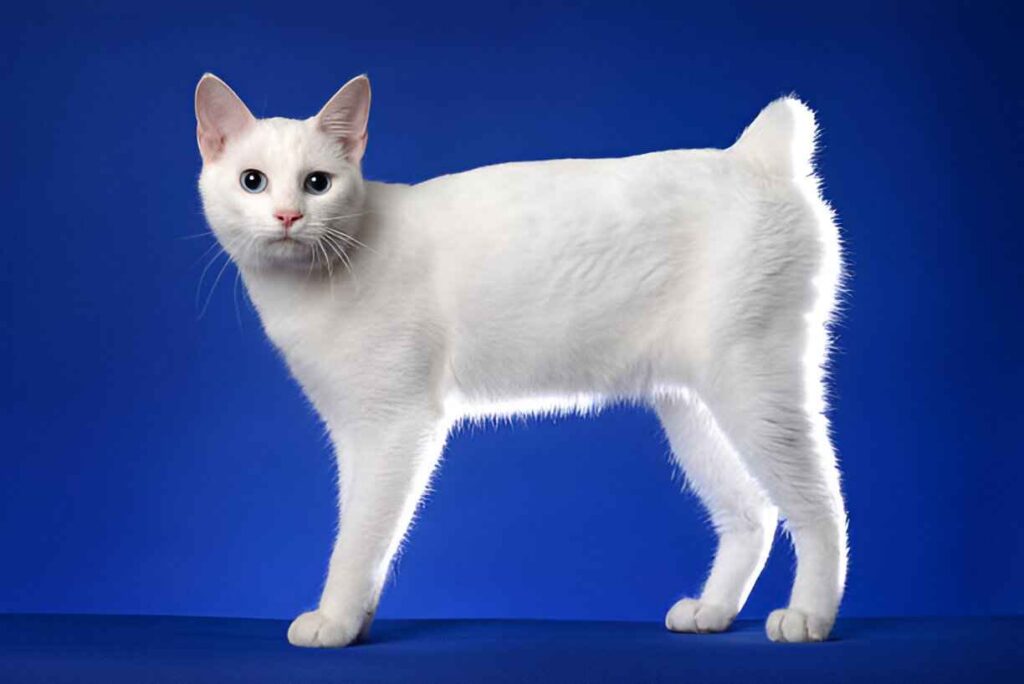 Japanese Bobtail (Longhair)