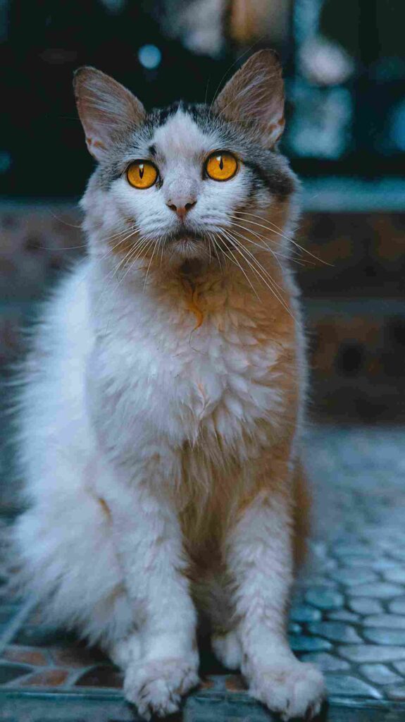 LaPerm Cat