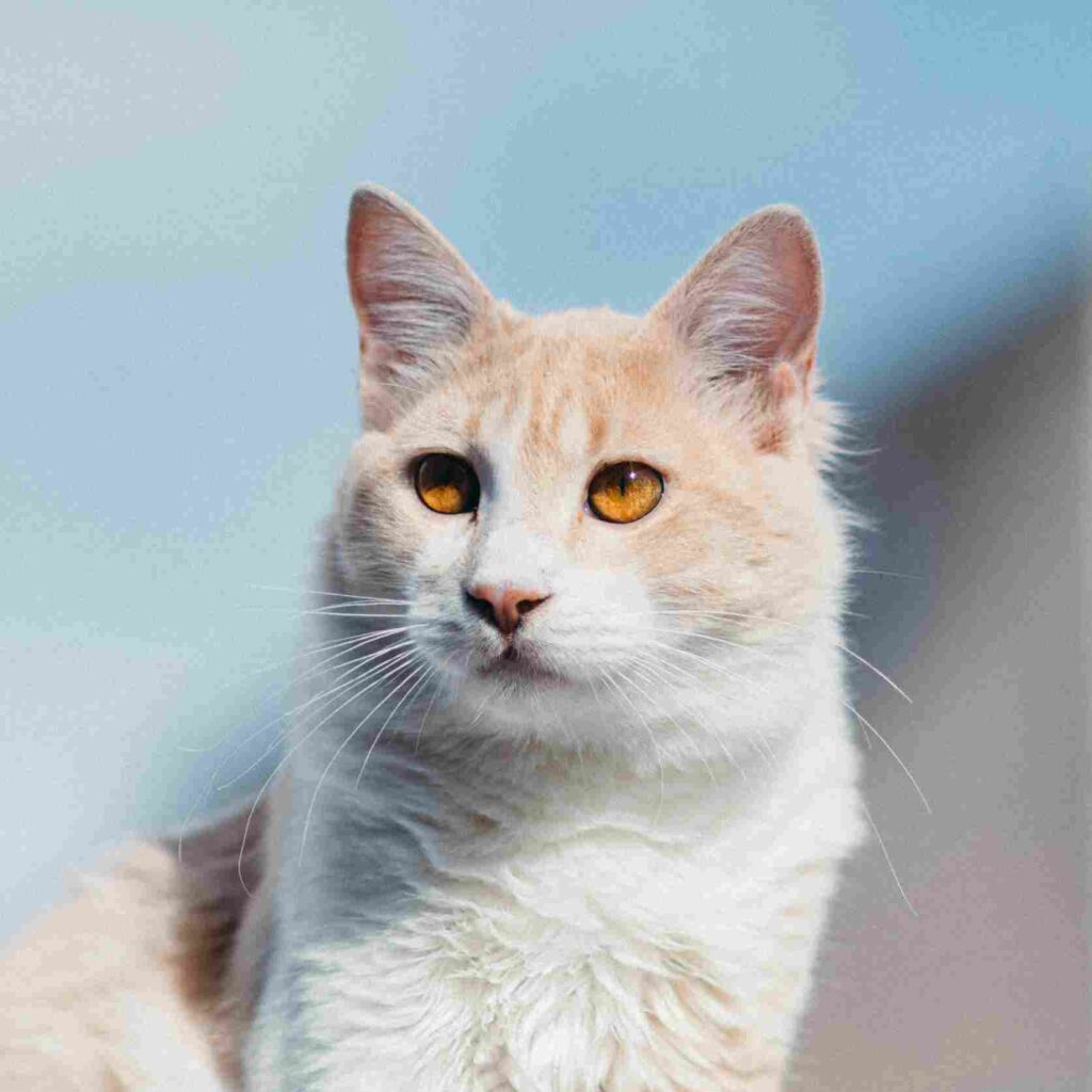Long Haired Cat Maine Coon