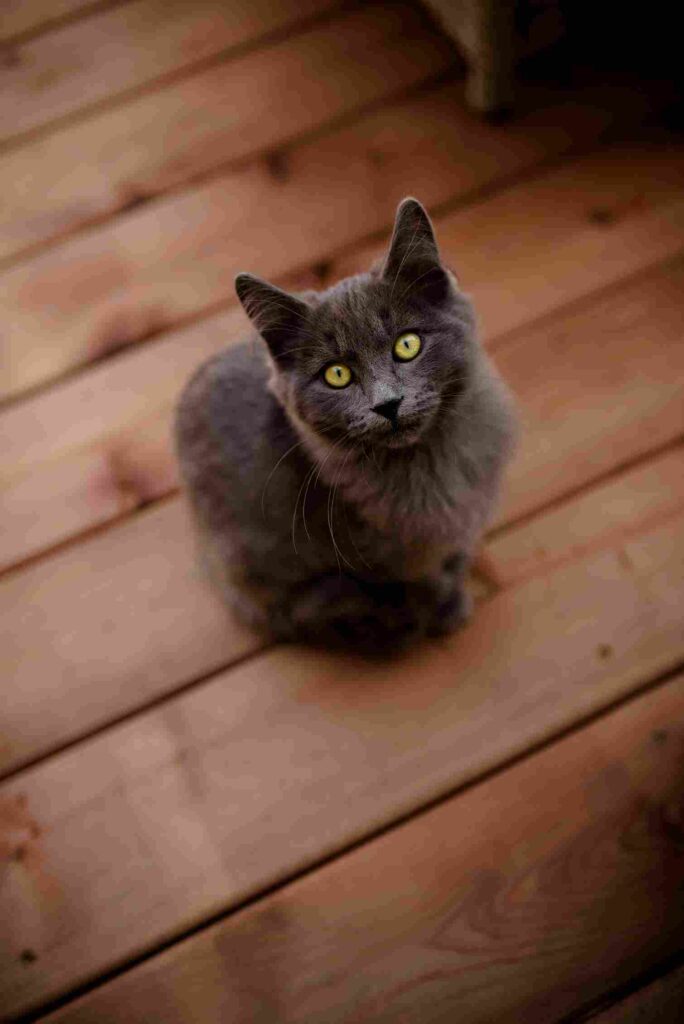Nebelung Cat