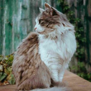 Long Haired Cat Breeds