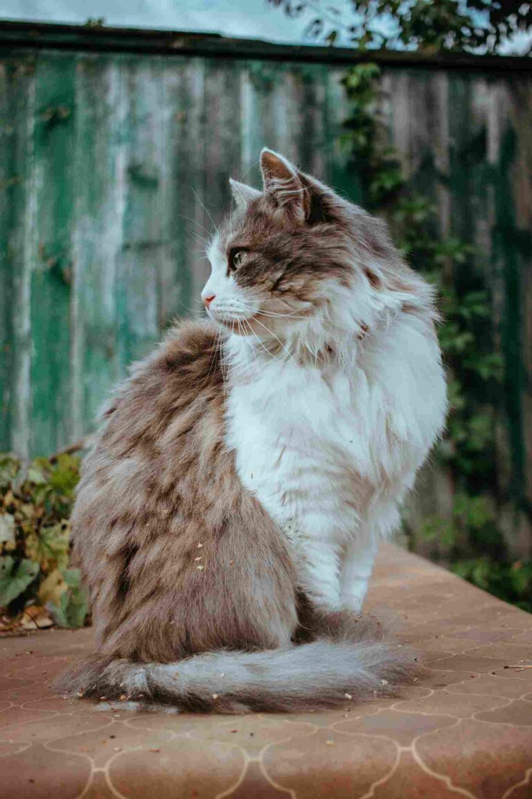 Long Haired Cat Breeds