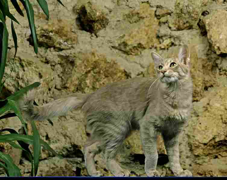 Oriental Longhair