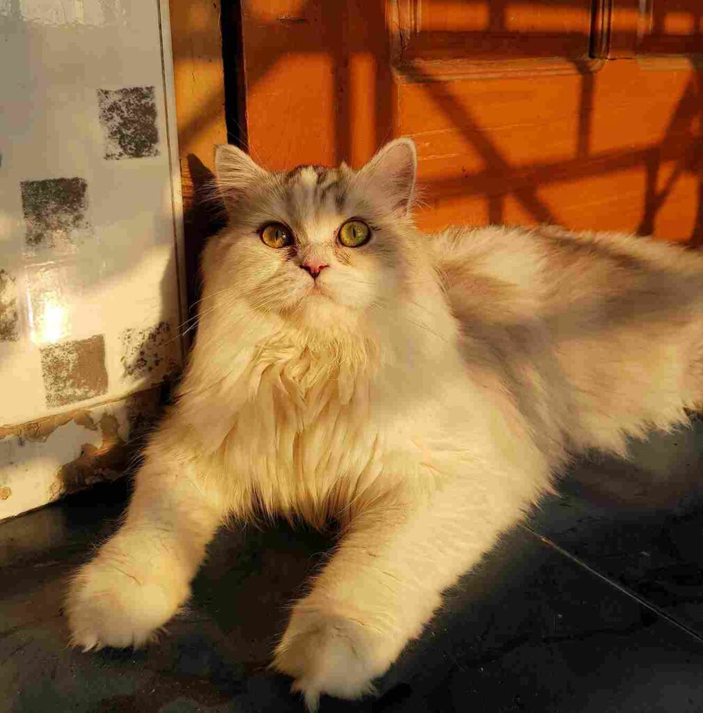Long Haired Cat Persian Cat