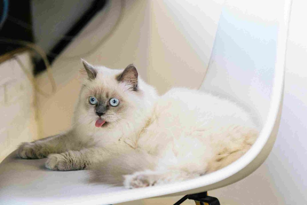 Long Haired Cat Ragdoll