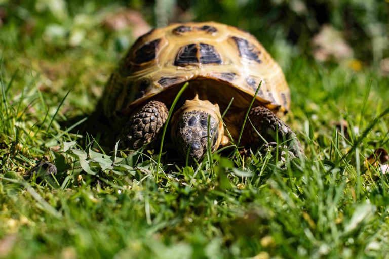 Russian Tortoise