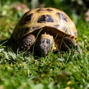 Russian Tortoise