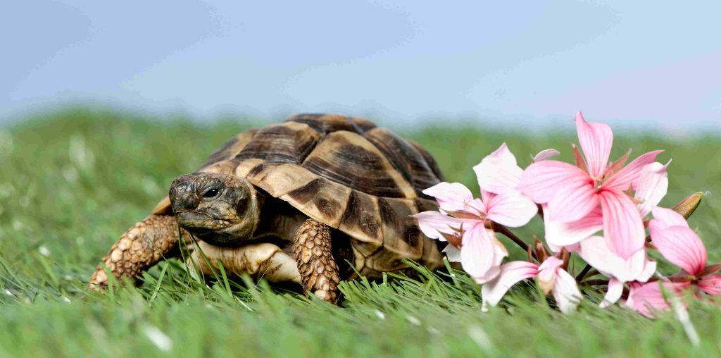 Russian Tortoise