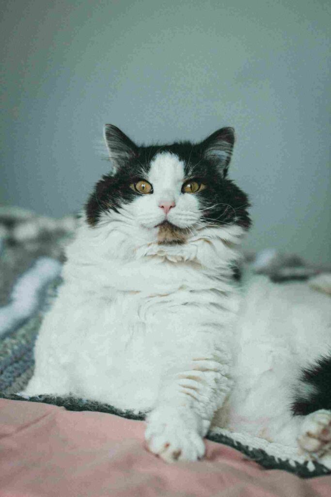 Selkirk Rex (Longhair)