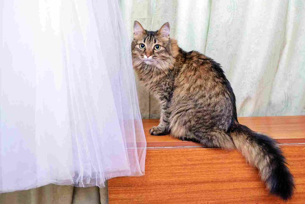 Somali Cat