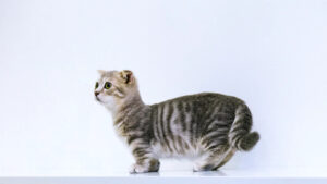 Read more about the article The Truth About Teacup Cats