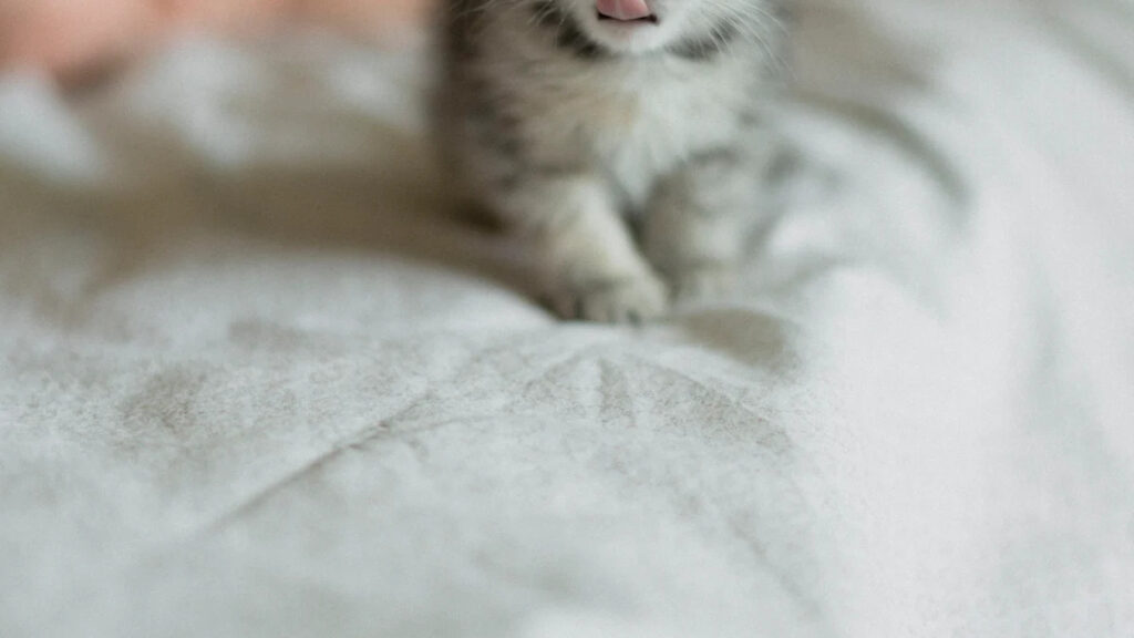 What Are Teacup Cats?