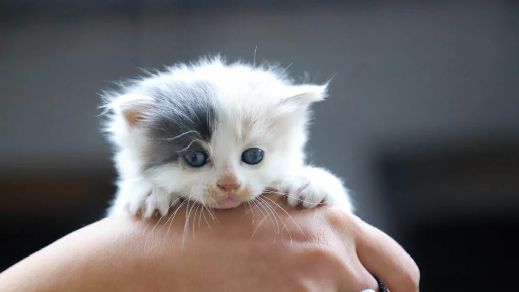 Characteristics of a Teacup Cat
