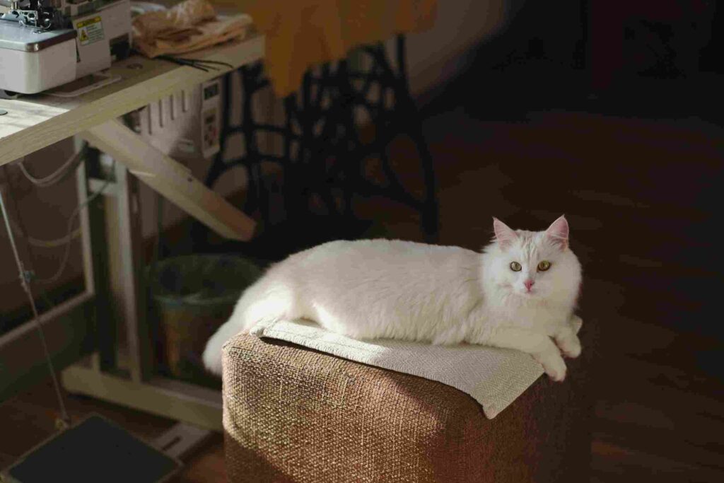 Turkish Angora