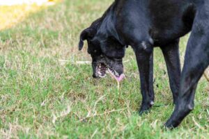 Read more about the article Common Reasons for Vomiting in Dogs and How to Spot Them