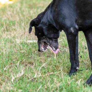 Vomiting in Dogs