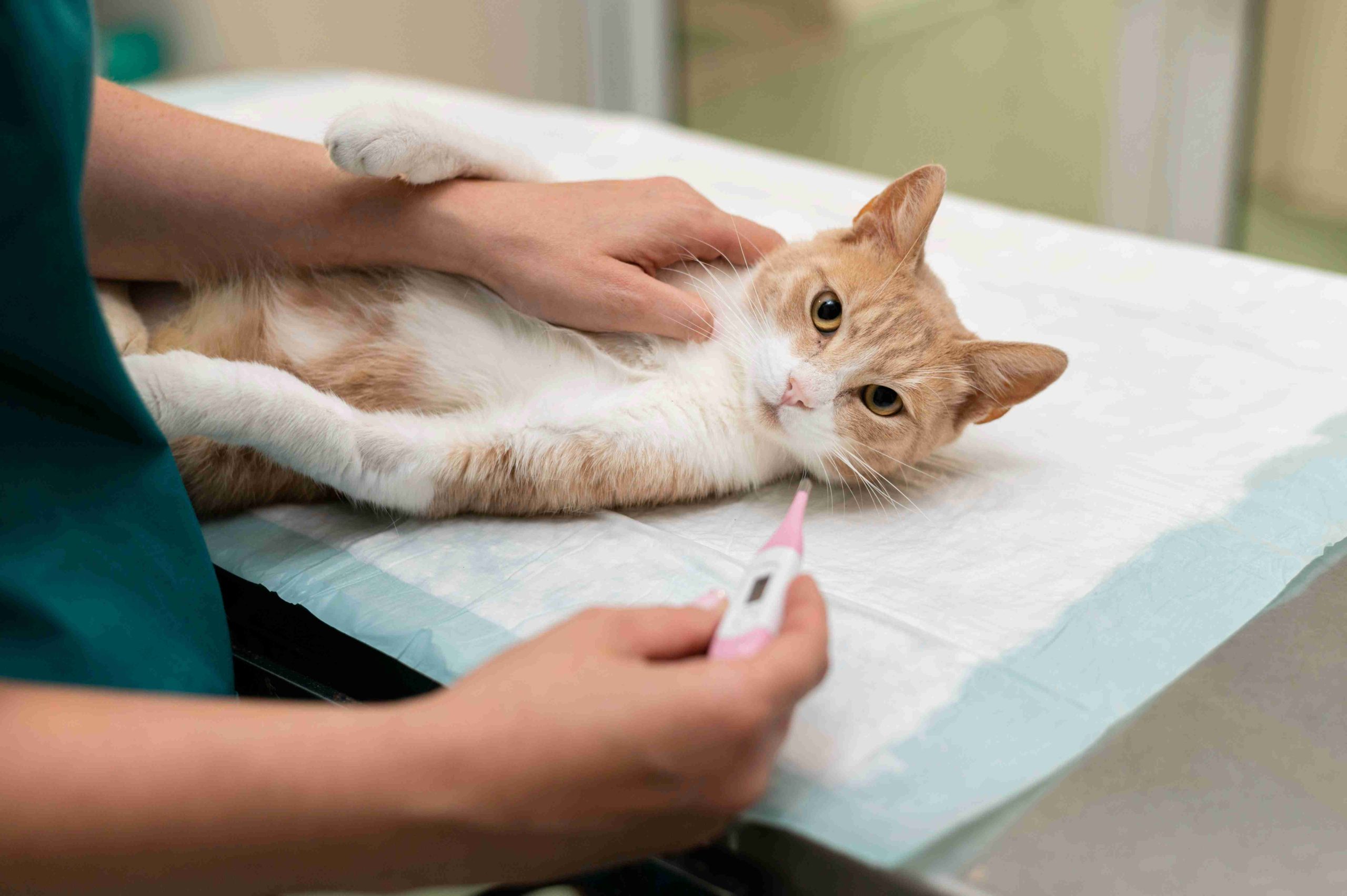 Read more about the article How to Keep Your Cat Healthy? 12 Vet-approved Tips for Optimal Feline Wellness