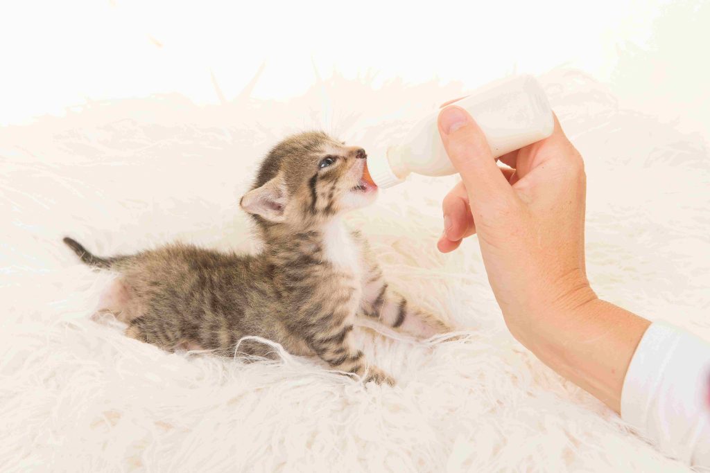 Feeding Kitten