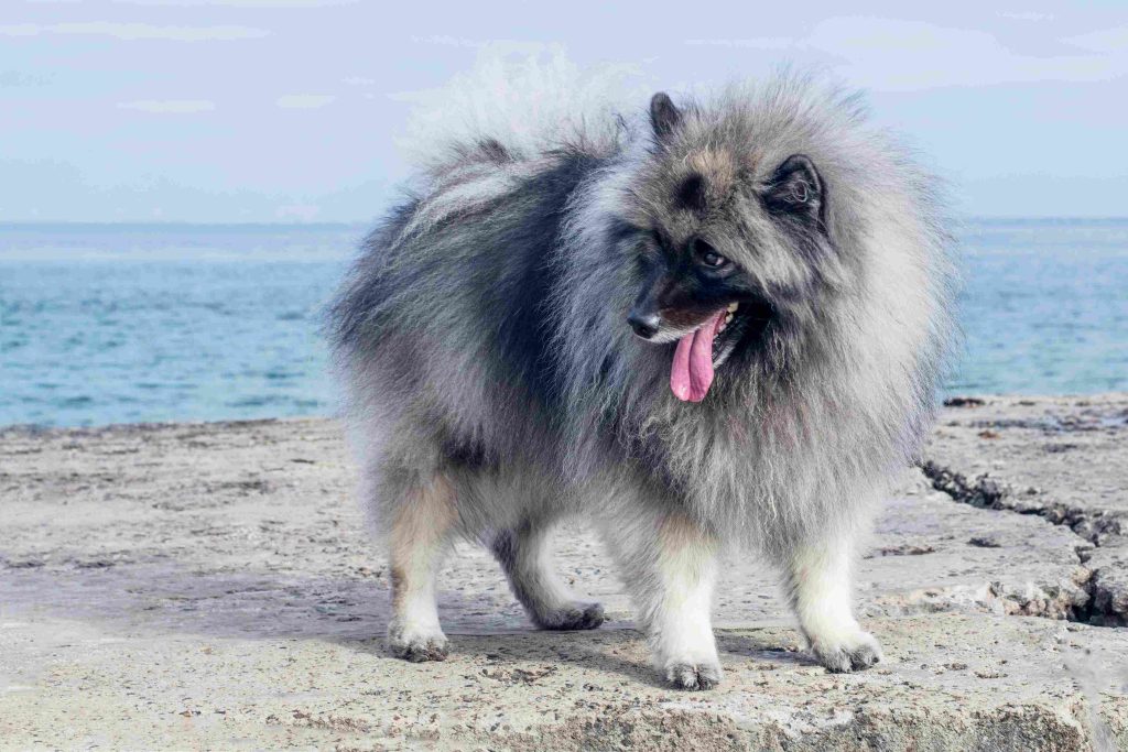 Keeshond Dogs