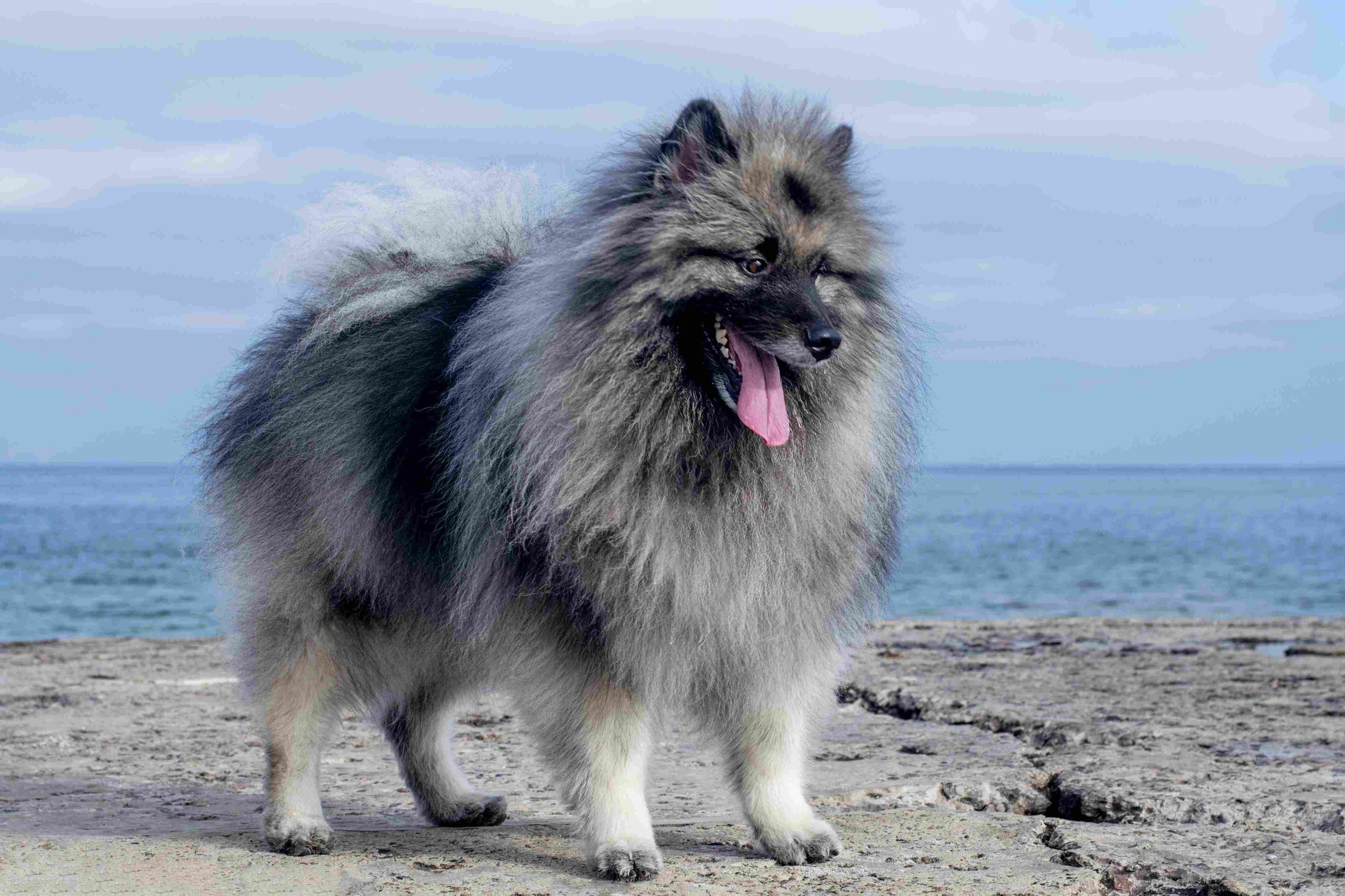 Keeshond Dogs