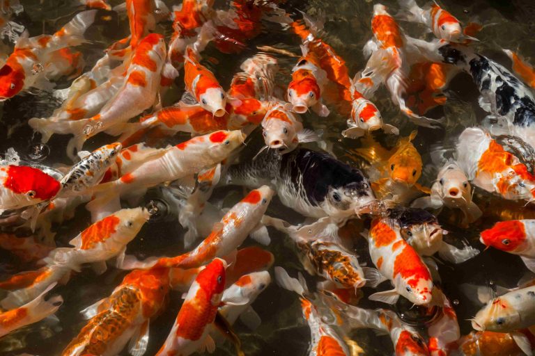 About Koi fish in Pond