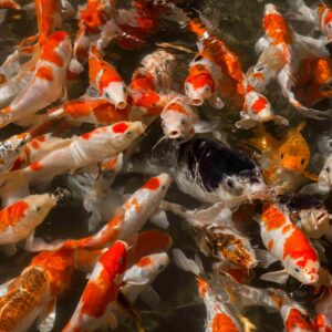 About Koi fish in Pond