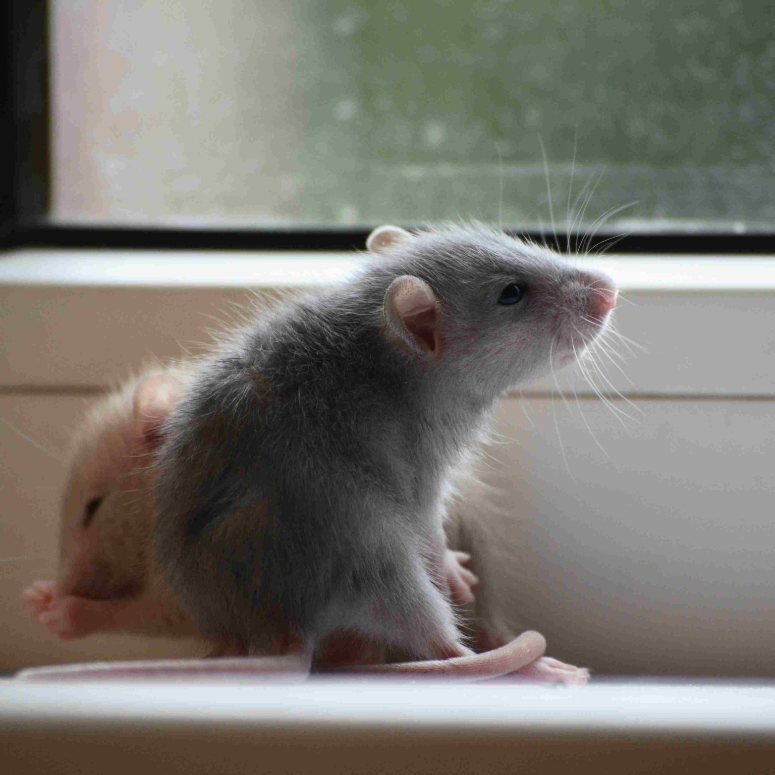 Can Rats Eat Cheese? Debunking Myths and Exploring Facts - Petprocares ...