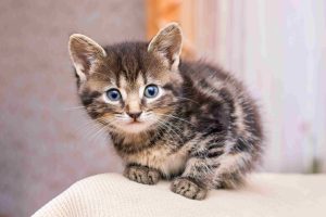 Read more about the article 30-Day Guide: Transform Your Kitten Right into a Happy, Well-Adjusted Pet 