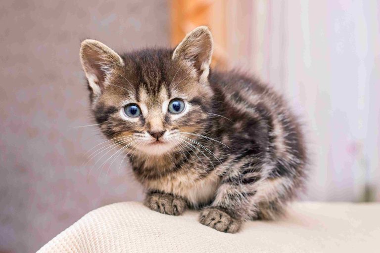 kitten