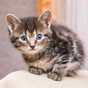 kitten